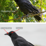 Fledgling crow vs adult crow