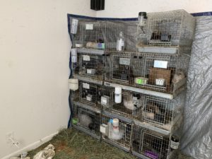 Animals in cages inside the home.