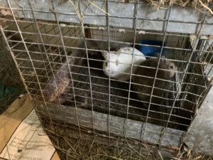 Rabbits in cages without food or water.