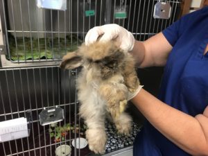 A rabbit being examined by a veterinarian at Seattle Animal Shelter.
