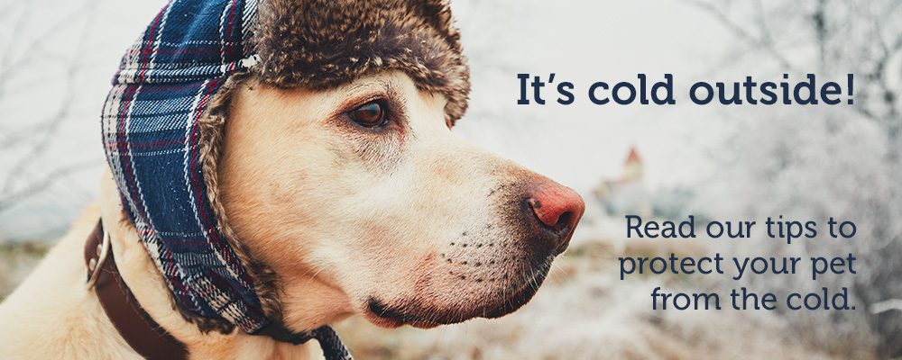 Cold Weather Alert: 11 Tips to Protect your Pets - The Scoop