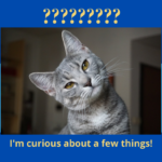 cat with questions