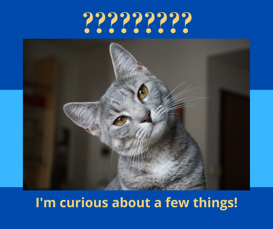 cat with questions