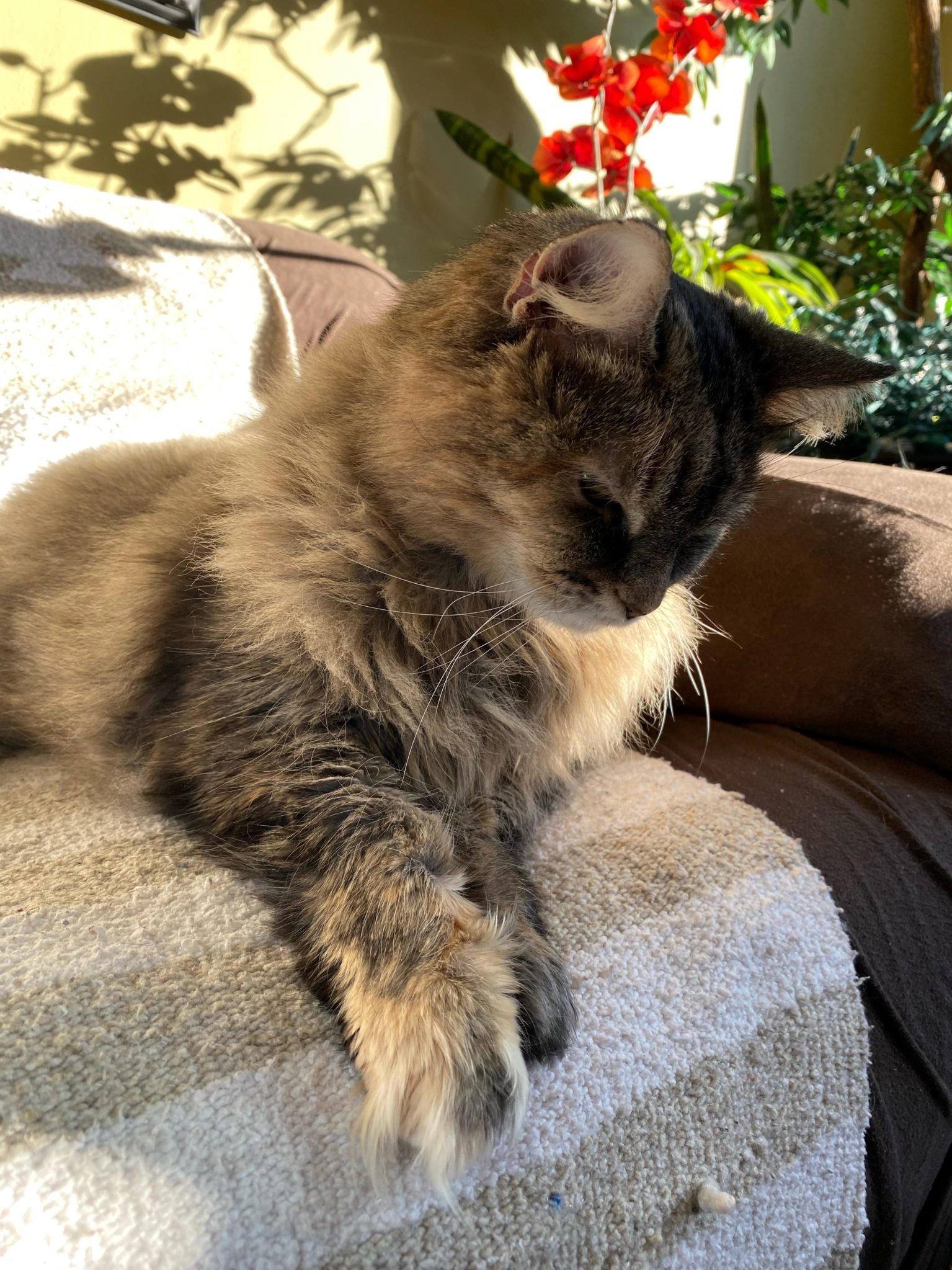 16-year-old cat named Destiny