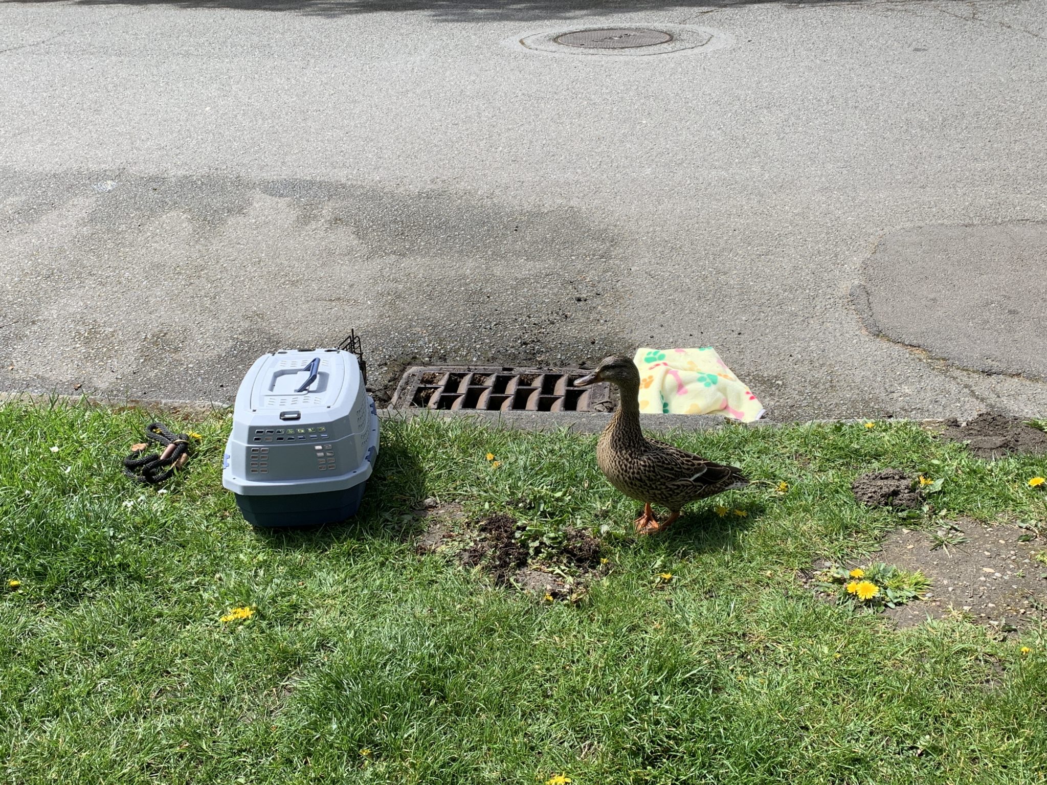 Misdirected mallards freed from storm drain by resourceful officer